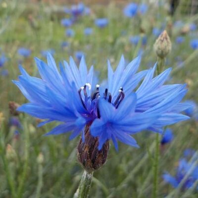 Idrolato di Bleuet – Centaurea cyanus