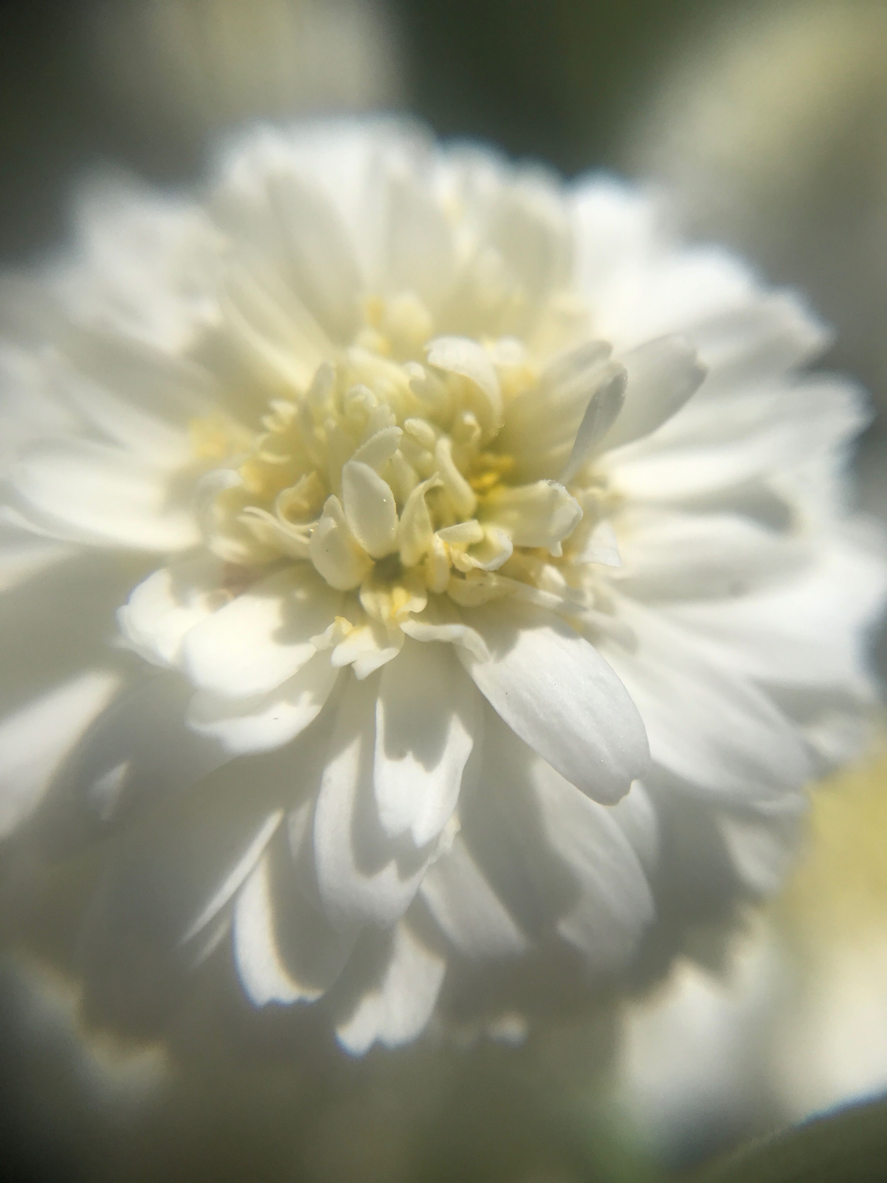 Hidrolato de manzanilla noble - Chamaemelum nobile