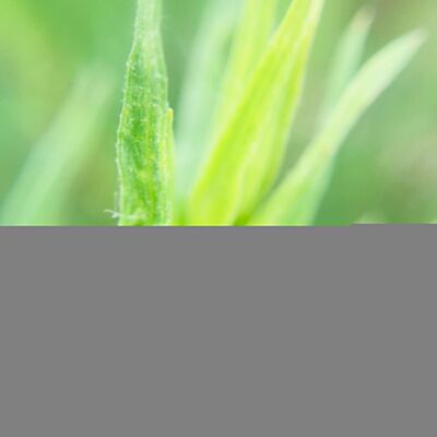 Hidrolato de estragón - Artemisia dracunculus