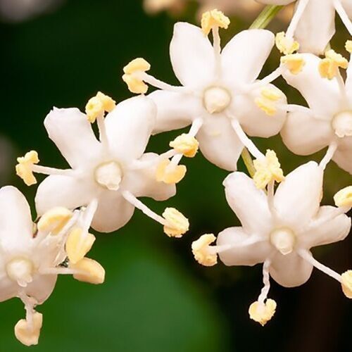 Hydrolat de Fleurs de Sureau – Sambucus nigra