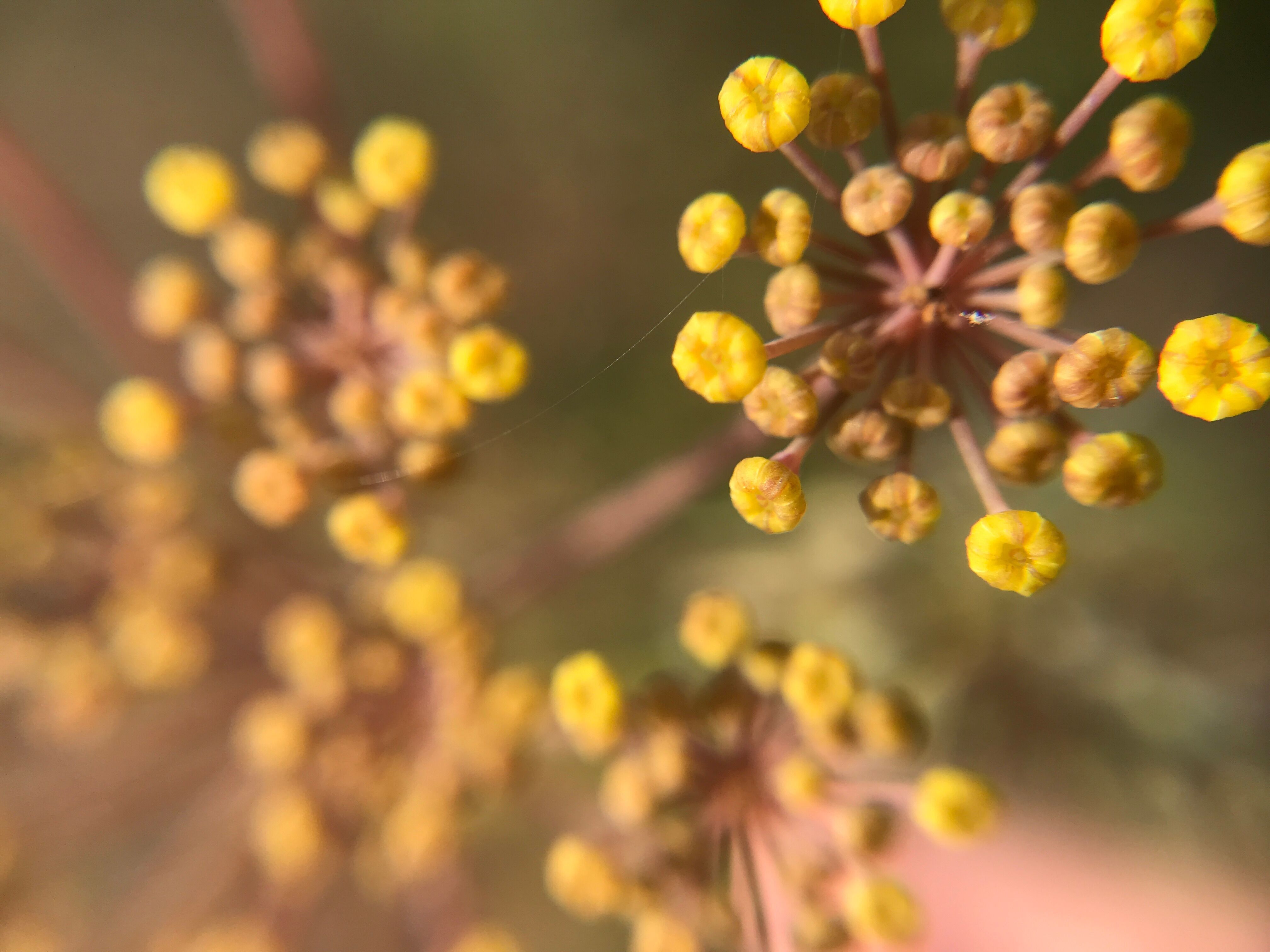 Hydrolat de Fenouil Bronze - Foeniculum vulgare „purpureum“