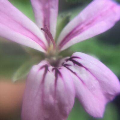 Hidrolato de geranio rosa - Pelargonium graveolens