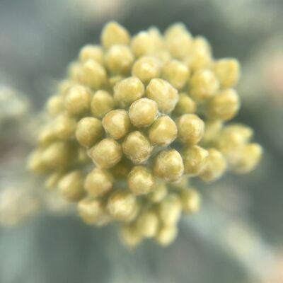 Hidrolato de Hélichryse italienne – Helichrysum italicum