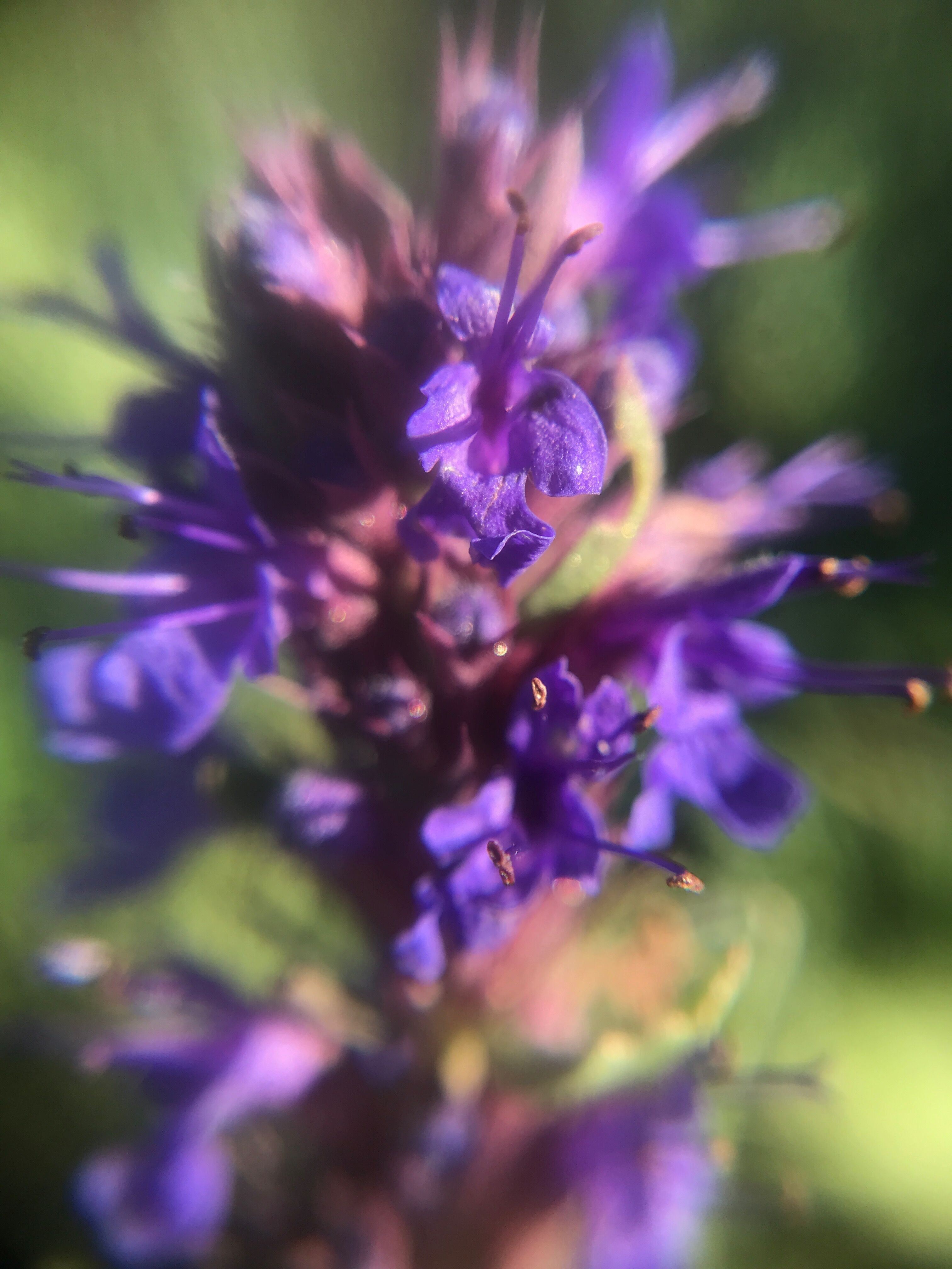 Hydrolat d'Hysope officinale – Hyssopus officinale