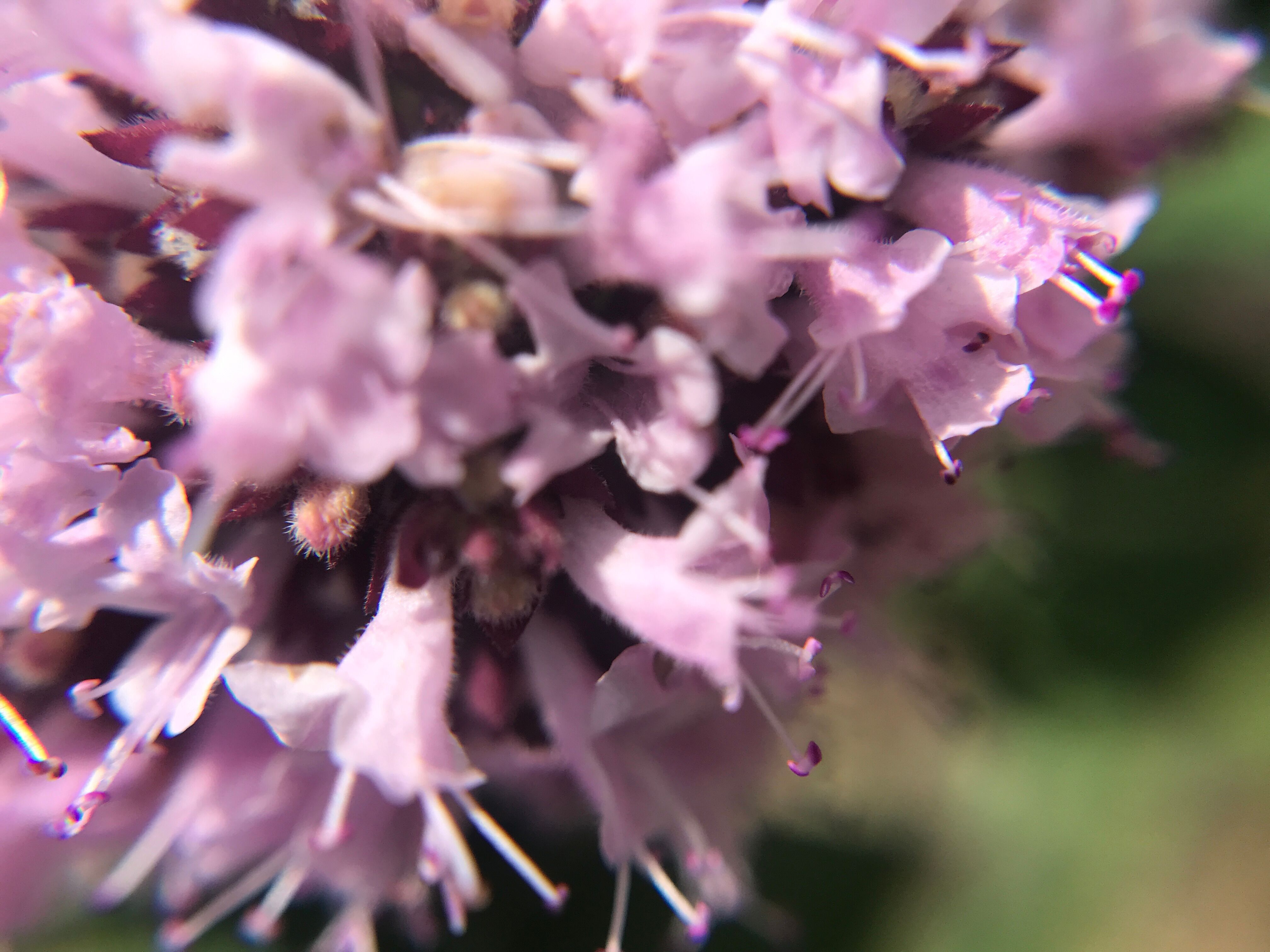 Hydrolat d'Origan – Origanum vulgare