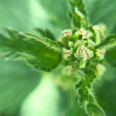 Idrolato d'Ortie – Urtica dioica