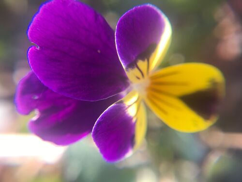 Hydrolat de Pensée sauvage - Viola tricolor