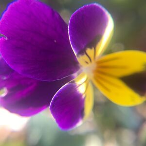 Hydrolat de Pensée sauvage - Viola tricolore