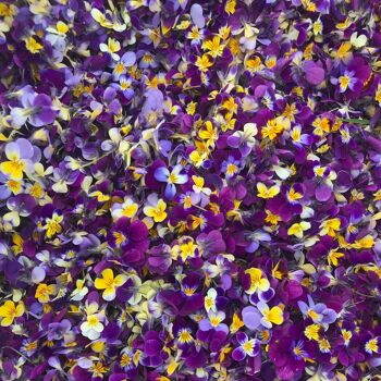 Hydrolat de Pensée sauvage - Viola tricolore 4