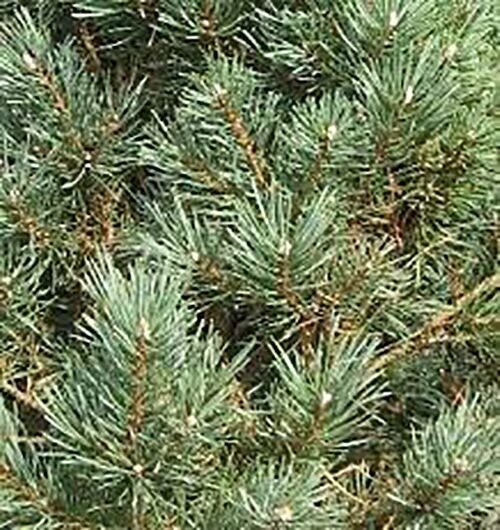 Hydrolat de Pin sylvestre – Pinus sylvestris