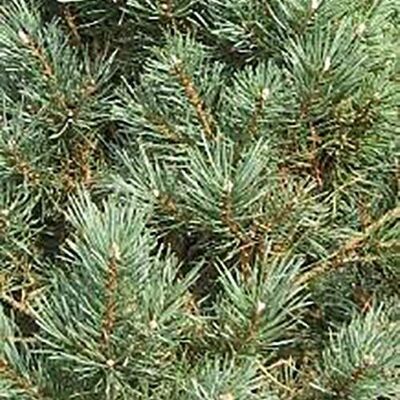 Idrolato di Pin sylvestre – Pinus sylvestris