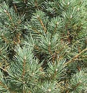 Hydrolat de Pin sylvestre – Pinus sylvestris 1