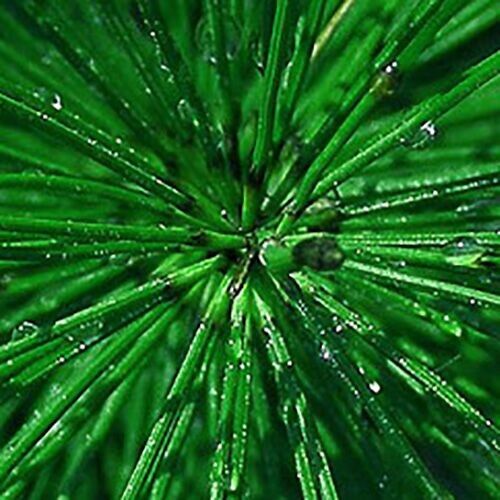 Hidrolato de Prêle des champs – Equisetum arvense