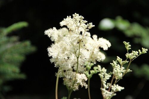 Hydrolat de Reine des prés – Filipendula ulmaria