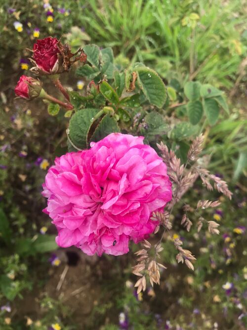 Hydrolat de Rose de Damas - Rosa damascena