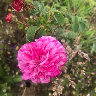 Hidrolato de Rosa de Damas - Rosa damascena