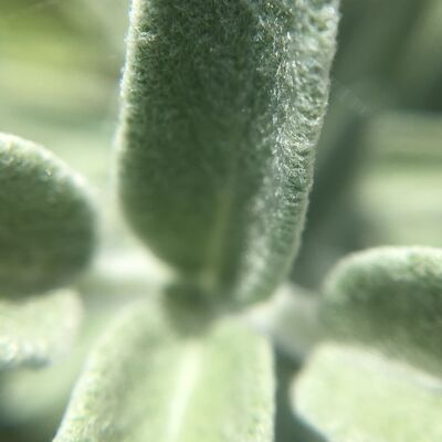 Hydrolat de Sauge officinale – Salvia officinalis