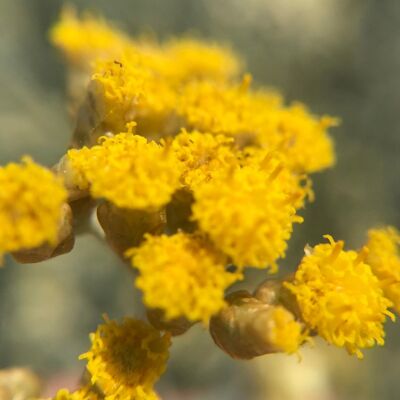 Hydrolat de Tanaisie - Tanacetum vulgare