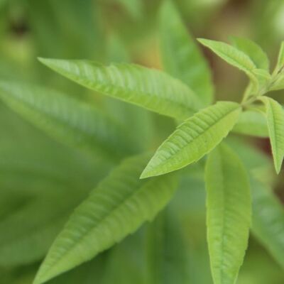 Hidrolato de Verveine citronnée - Aloysia citrodora