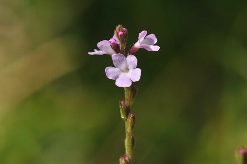 Hydrolat de Verveine officinale - Verbena officinalis