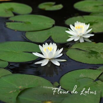 Bougie parfumée Fleur de Lotus 2