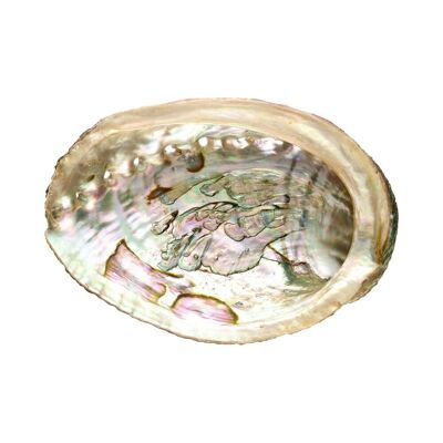 Kleine Abalone-Muschel