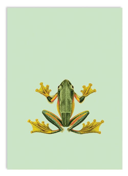 Miniprint A5 Frog