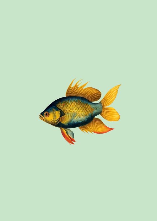 A3 Print Goldfish