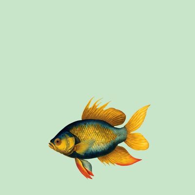 A3 Print Goldfish