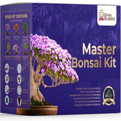 Kits de démarrage de graines de bonsaï Cultivez 4 arbres de bonsaï