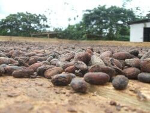 Fèves de cacao CRUES - 150 g