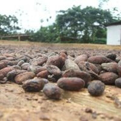RAW cocoa beans - 150 g