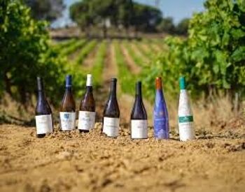Vin blanc mi-doux DOP Condado de Huelva - Aguadulce 2