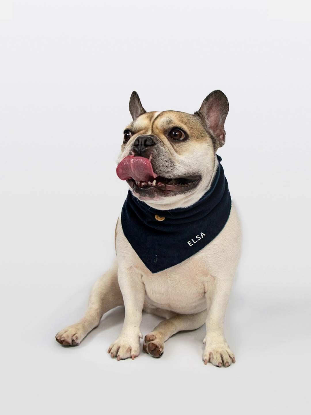 Hunde-Bandana | Teddy