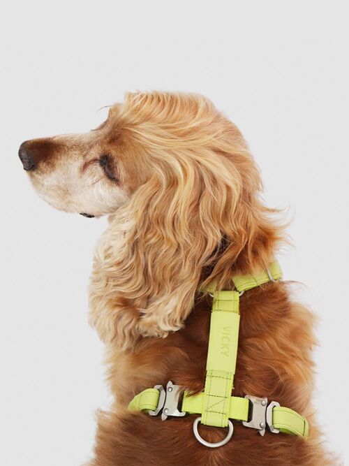 Dog Harness | Air Collection