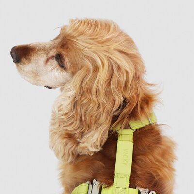 Dog Harness | Air Collection