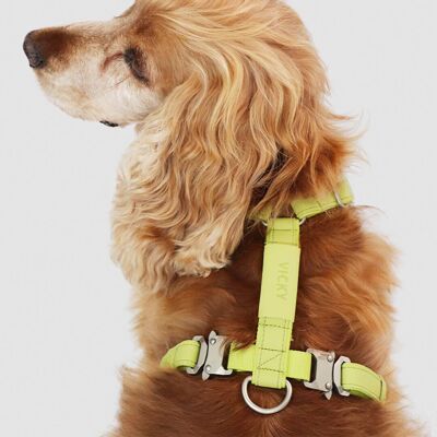 Dog Harness | Air Collection