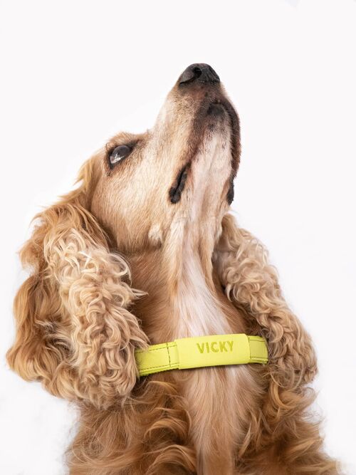 Dog Collar | Air Collection