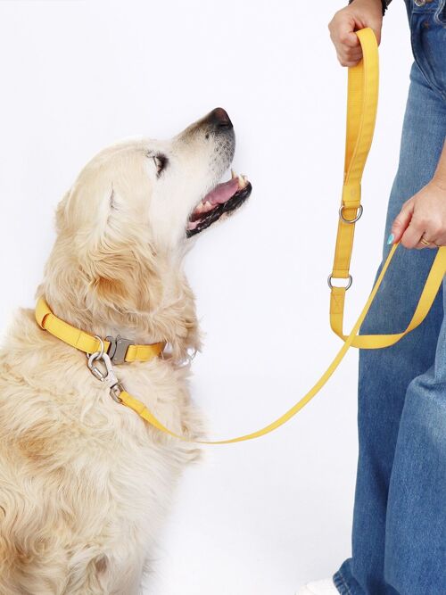 Dog Leash | Air Collection
