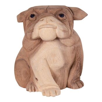 Kelso Bulldog - Bouledogue en suar 1