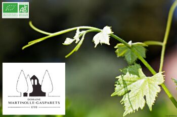 Vin rouge BIO CRU BOUTENAC 2019 75cl Grenache, Syrah, Carignan, Mourvèdre Elevé en fut de chêne 3