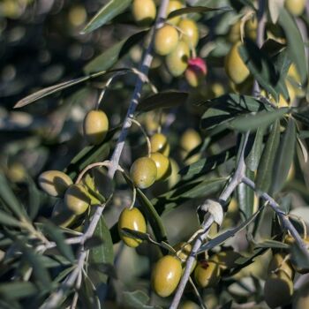 BIO - Savon artisanal à l'huile d'olive extra vierge Terradiva et à la farine d'amande - 100g 2