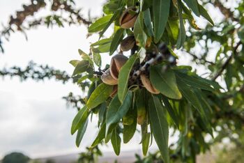 BIO - Amandes pelées des Pouilles Terradiva - 1kg 3