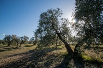 BIO - Huile d'olive extra vierge Terradiva ALLEGRO - 0,25L 4
