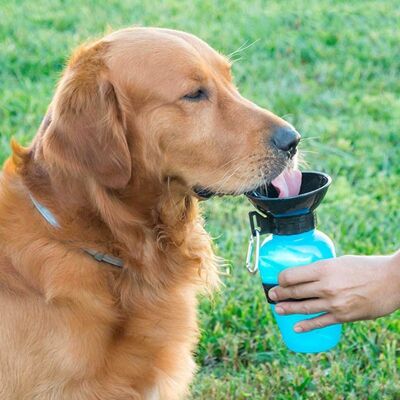 DOGWATER : Bouteille abreuvoir pour chiens