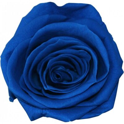 Rose stabilisée Mini Boite de 12 têtes Bleu royal