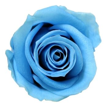 Rose stabilisée Mini Boite de 12 têtes Bleu x12
