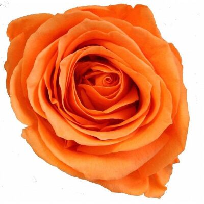 Rosa preservada Mini Caja de 12 cabezas de Naranja