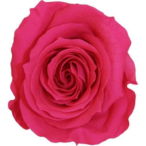 Rose stabilisée Mini Boite de 12 têtes Rose foncé