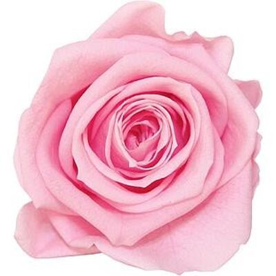 Rose stabilisée Mini Boite de 12 têtes Rose Pastel